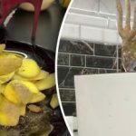 Ako premeniť zemiakové šupky na hnojivo pre rastliny: šikovný babičkin