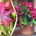 Ako prinútiť dekabrista kvitnúť na Vianoce