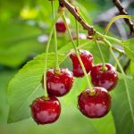 Ako pripraviť čerešne na zimu, aby ste mali veľkú úrodu: