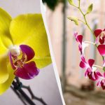 Ako sa starať o orchideu v zime, aby nezhnila a