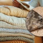 Ako sa zbaviť molí v skrinkách: len jedna rastlina vám pomôže zabudnúť na škodcov Ako sa zbaviť molí v skrinkách: len jedna rastlina vám