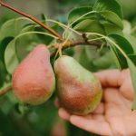 Ako správne orezávať hrušky, aby ste získali obrovskú úrodu: tipy záhradkárov Ako správne orezávať hrušky, aby ste získali obrovskú úrodu: tipy