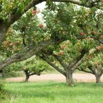 Ako správne orezávať jablone, aby boli vždy s úrodou, povedali