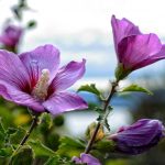 Ako správne prerezávať ibištek, aby ste získali svieži ker