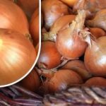 Ako uchovať cibuľu, aby pred letom nevyklíčila: záhradník odhalil jednoduchú metódu Ako uchovať cibuľu, aby pred letom nevyklíčila: záhradník odhalil jednoduchú