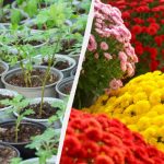 Ako vypestovať celý záhon z jedného kríka chryzantém: osvedčená metóda