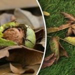 Čo robiť s listami vlašských orechov na jeseň: užitočné spôsoby