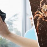 Jeden výrobok čistí okná do lesku a zbavuje pavúkov: nezvyčajný lifehack Jeden výrobok čistí okná do lesku a zbavuje pavúkov: nezvyčajný