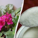 Jedna lyžička na liter vody – a fialka bude kvitnúť