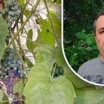 Jednoduchý trik na dobrú úrodu: záhradník odhalil hlavného nepriateľa hrozna