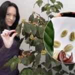 Kávovník v byte: ako si naše krajanka už 8 rokov