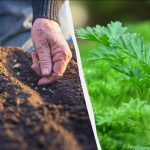 Kedy a ako sadiť petržlen v zime: chyba, ktorá vás