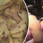 Najlepší spôsob výroby hnojiva zo zemiakových šupiek Najlepší spôsob výroby hnojiva zo zemiakových šupiek