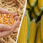 Najlepšie obdobie na siatie kukurice v roku 2025: nezmeškajte ho Najlepšie obdobie na siatie kukurice v roku 2025: nezmeškajte ho