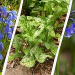 Nebezpečné cibuľky: 5 rastlín, ktoré by ste nemali sadiť v