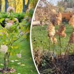 Nesprávne prerezávanie „kradne“ veľkosť: ako prerezávať hortenzie pre svieže kvitnutie