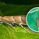 Nová invázia škodcov na Ukrajine: ohrozených je 80 % plodín,