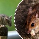 Potkany a myši sa rozptýlia a navždy zmiznú, ak im necháte jeden výrobok na zjedenie Potkany a myši sa rozptýlia a navždy zmiznú, ak im