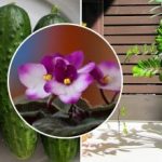 Prečo kvety v obchode doma vädnú: tajomstvo je v kŕmení, o ktorom predajcovia mlčia Prečo kvety v obchode doma vädnú: tajomstvo je v kŕmení,