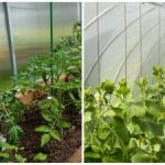 Rekordná úroda prekvapí aj susedov: ako rýchlo zvlhčiť pôdu v skleníku Rekordná úroda prekvapí aj susedov: ako rýchlo zvlhčiť pôdu v