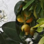 Vitamín C na parapete: ako si doma vypestovať pomarančovník