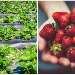 Záverečný akord jesene: jednoduché kroky, ktoré ovplyvnia plody budúcej sezóny Záverečný akord jesene: jednoduché kroky, ktoré ovplyvnia plody budúcej sezóny